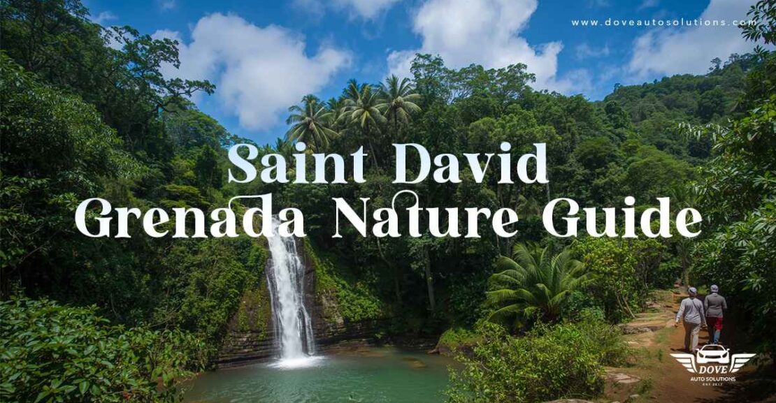 Saint-David-Grenada-Nature-Guide